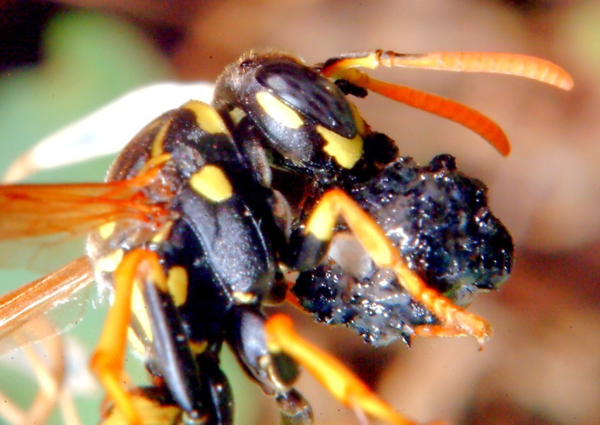 Polistes gallicus